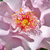 Rose - Rosiers floribunda - Odyssey